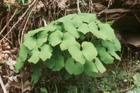 Enjoy Native Twinleaf’s Delicate Flowers in Your Woodland Garden Image